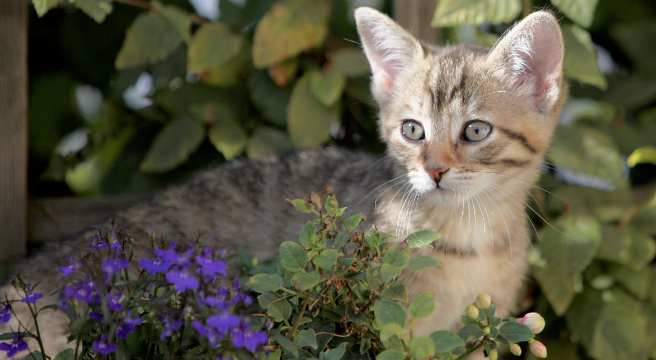 European Shorthair
