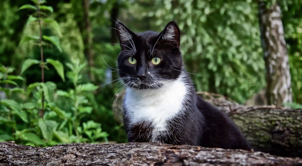 European Shorthair