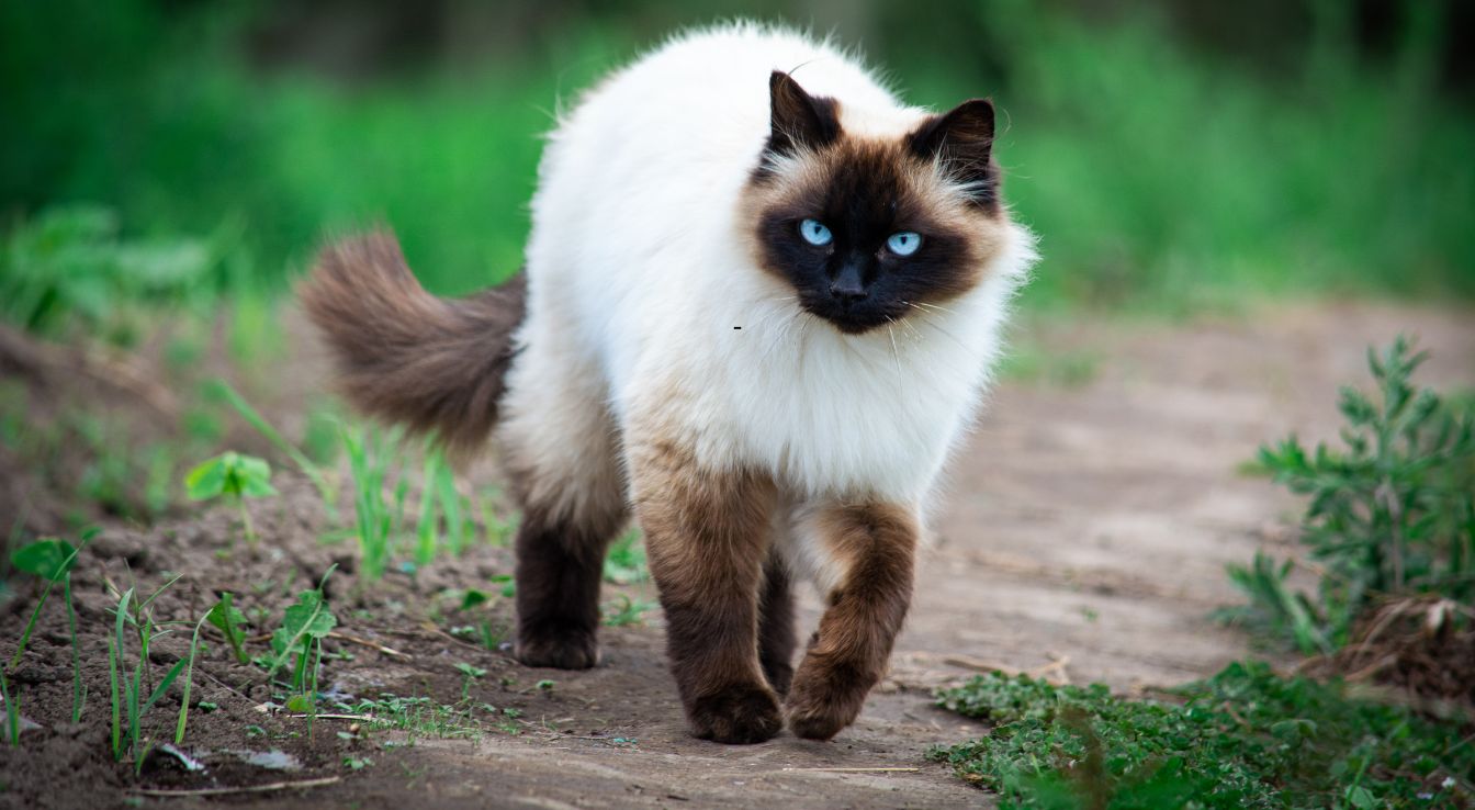 Himalayen