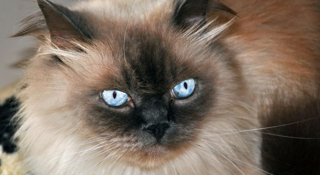 Himalayen
