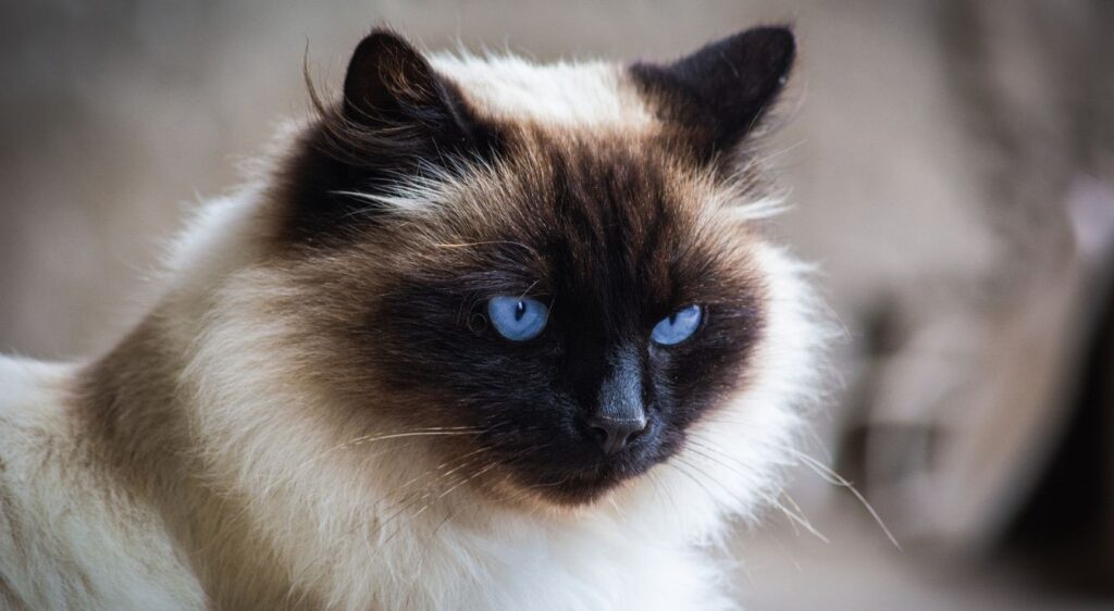 Himalayen