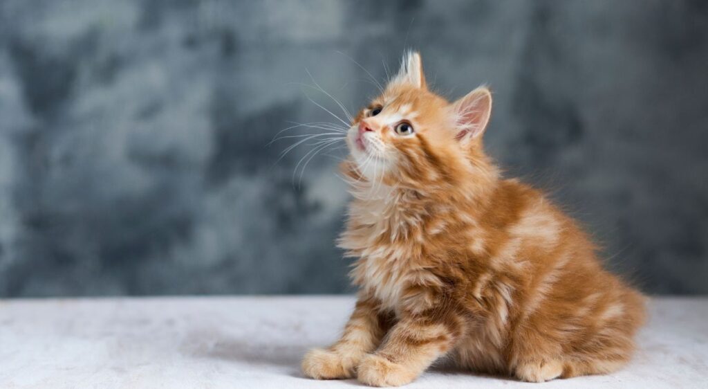 Kurilian Bobtail