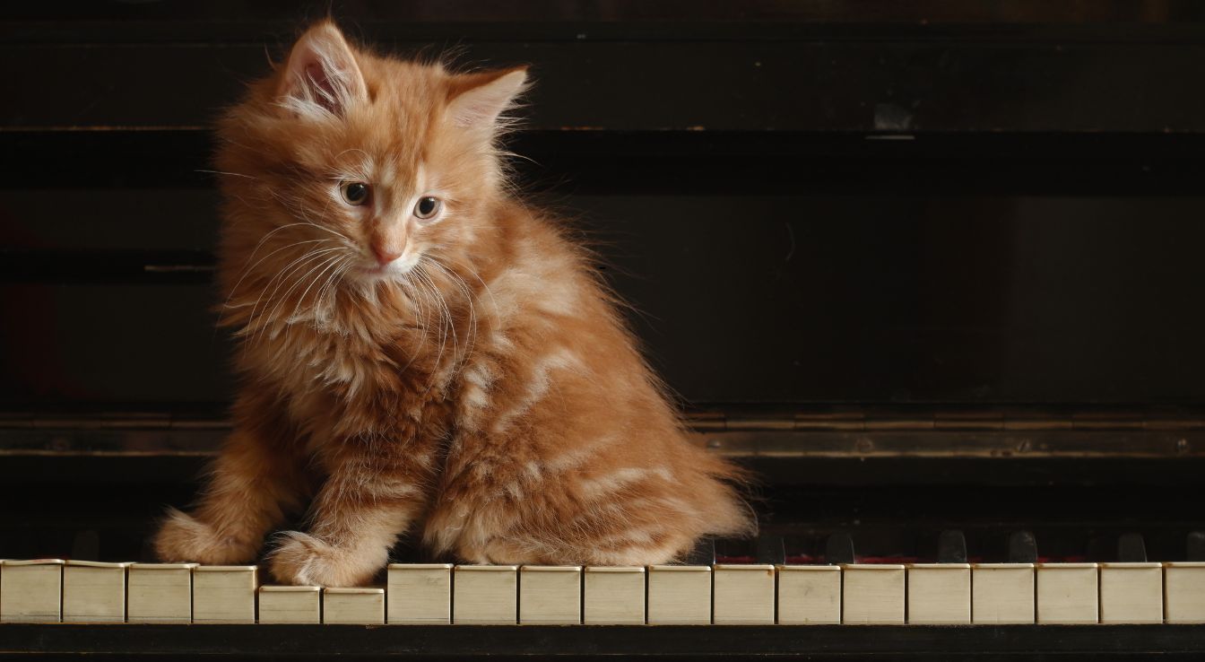 Kurilian Bobtail