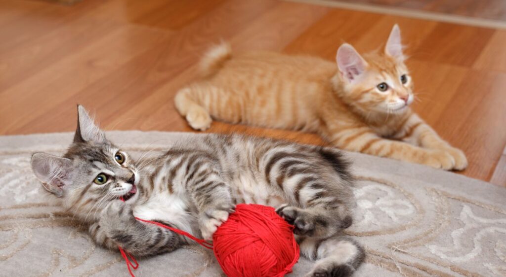 Kurilian Bobtail