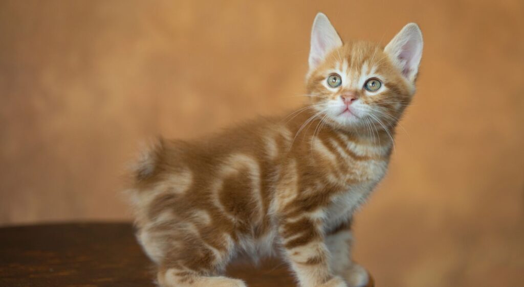 Kurilian Bobtail