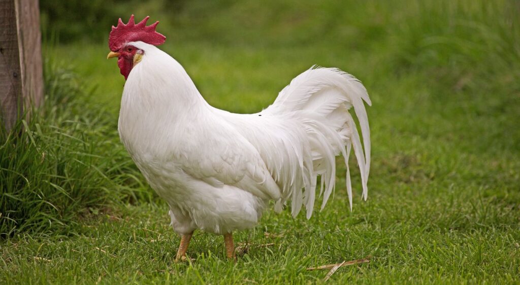 Leghorn