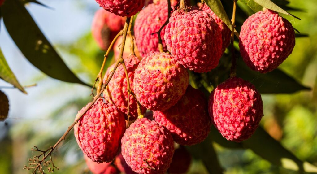 Litchi chinensis