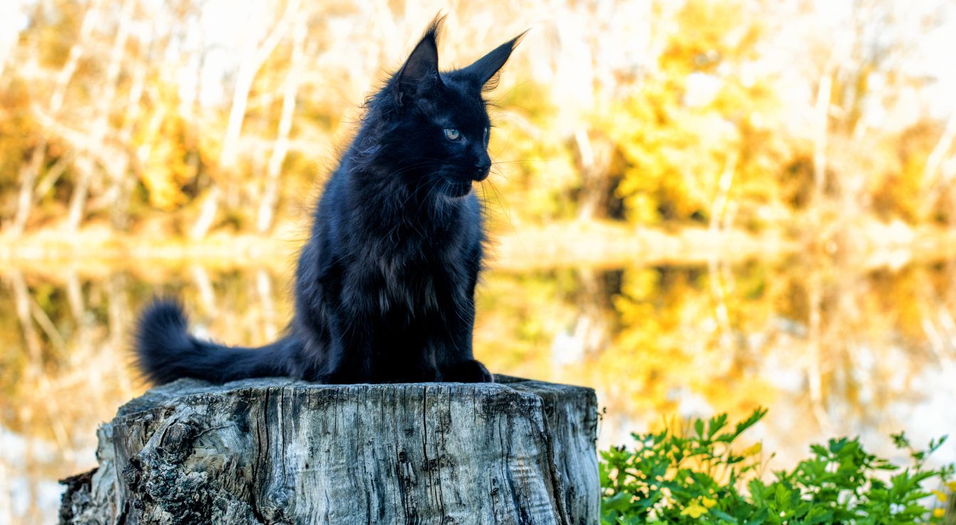 Maine Coon