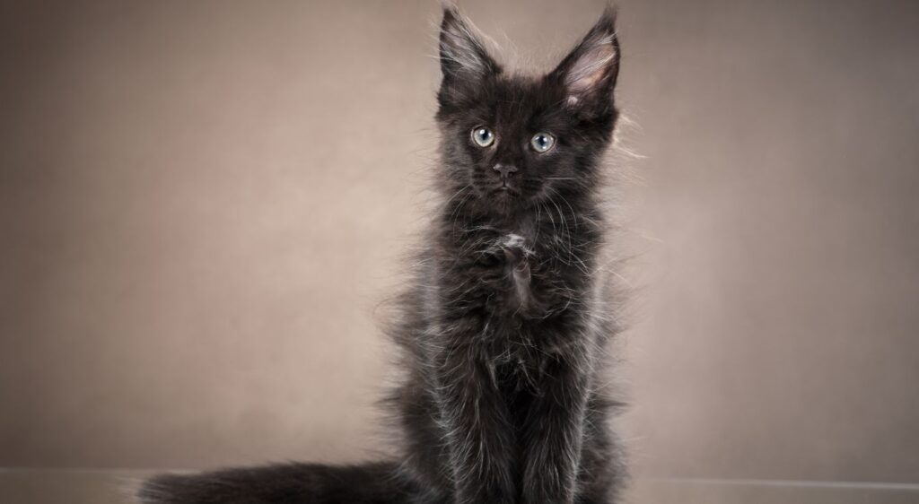 Maine Coon