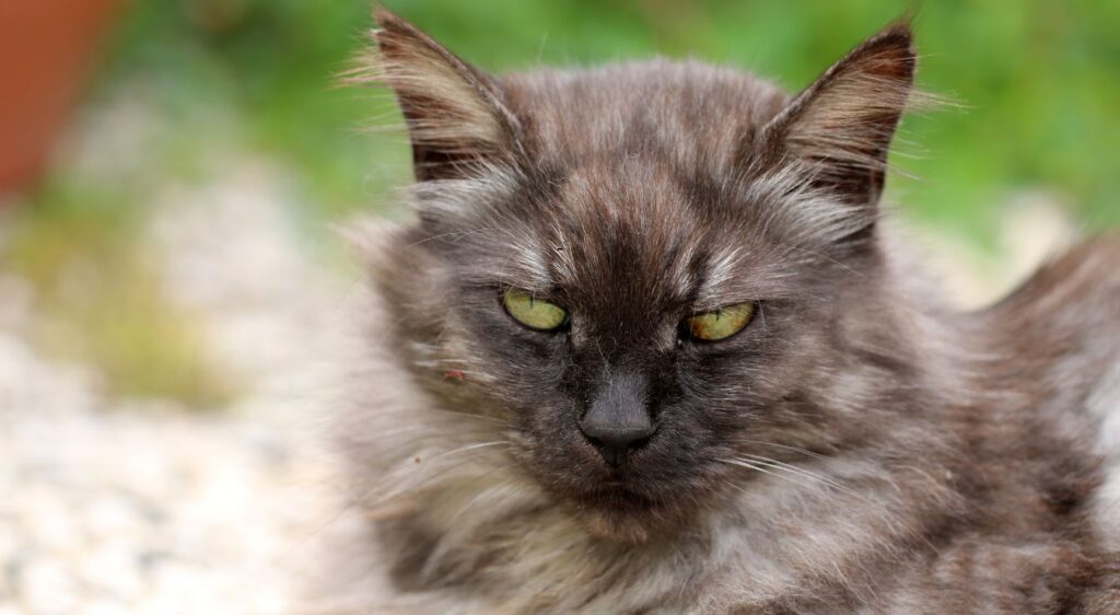 Maine Coon