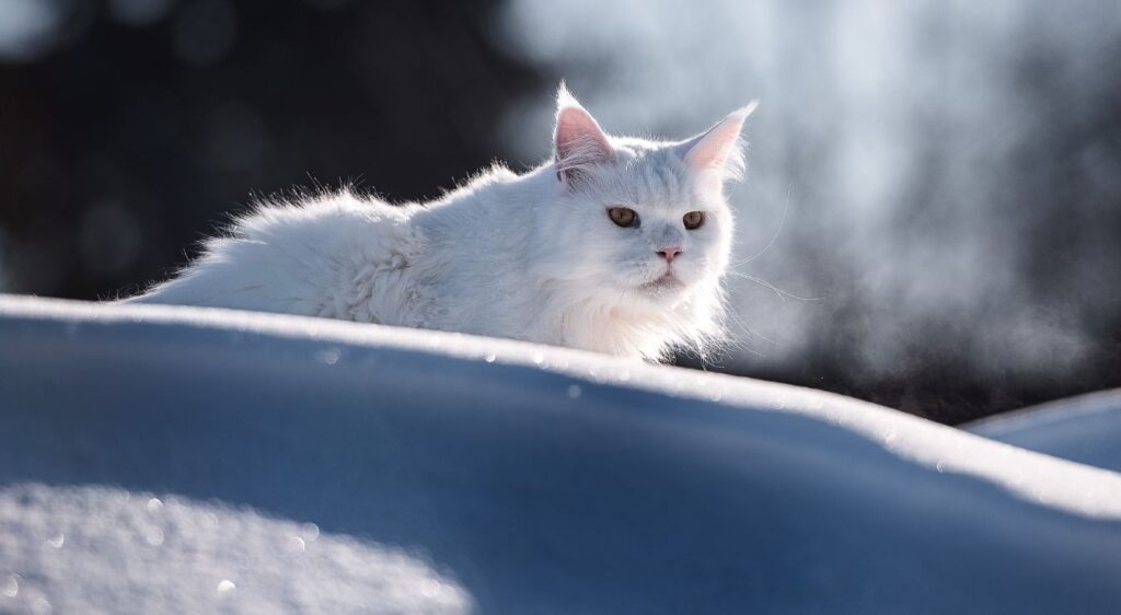 Maine Coon