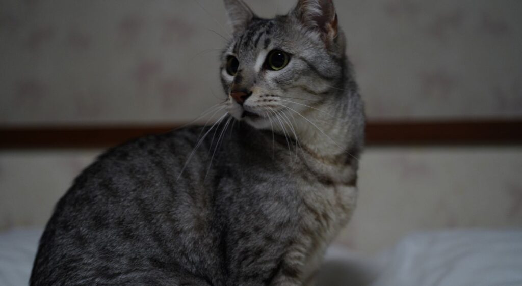 Mau égyptien
