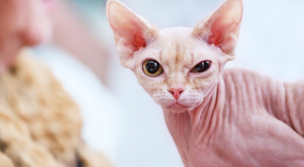 Minskin
