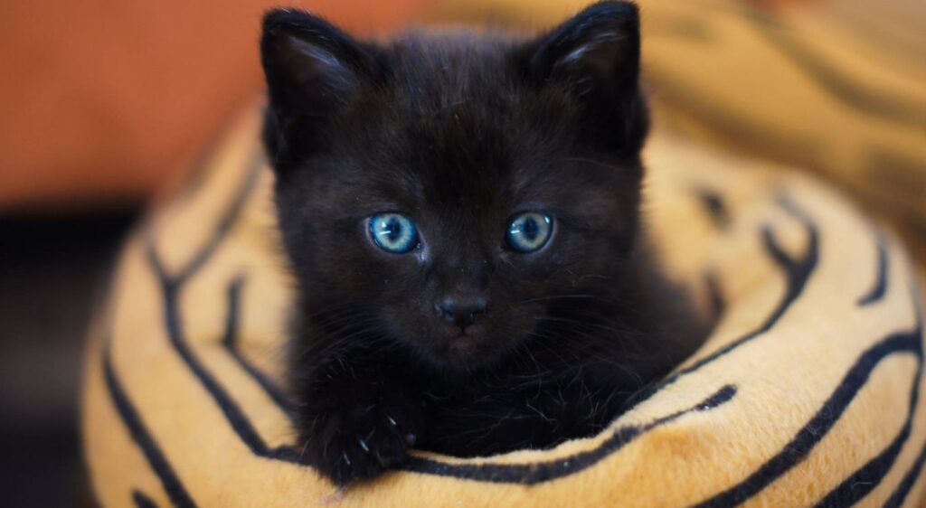 Ojos Azules