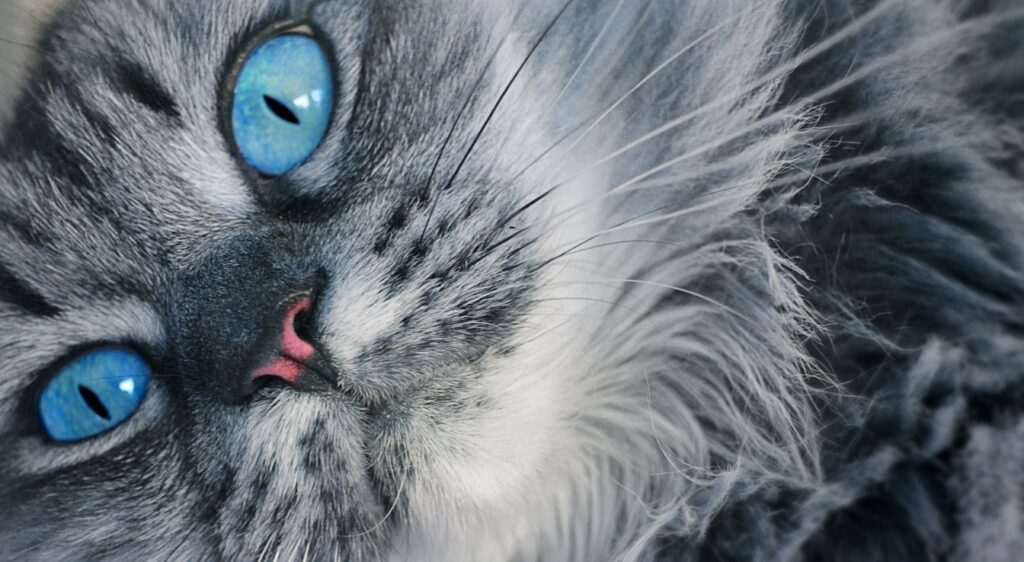 Ojos Azules