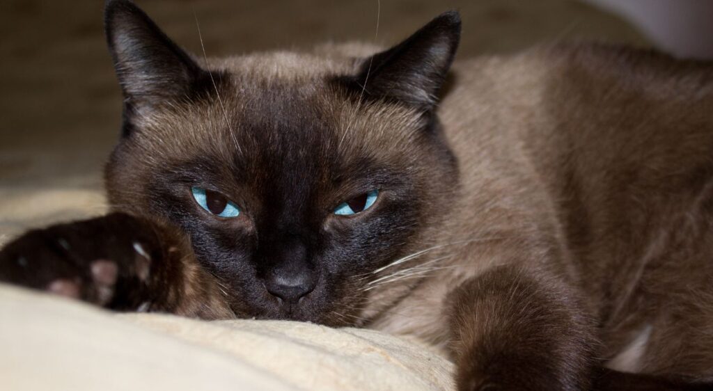 Ojos Azules