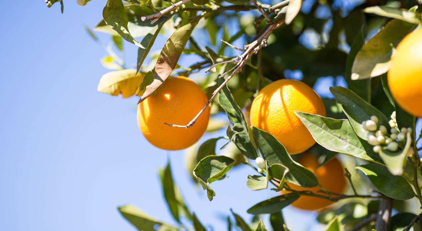 valencia Orange arbre