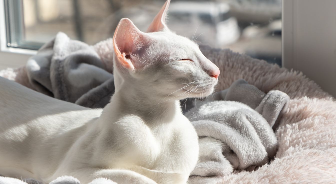Oriental Shorthair