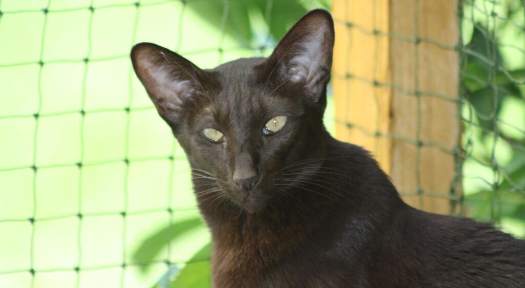 Oriental Shorthair