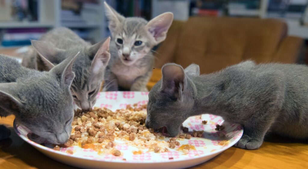 Oriental Shorthair