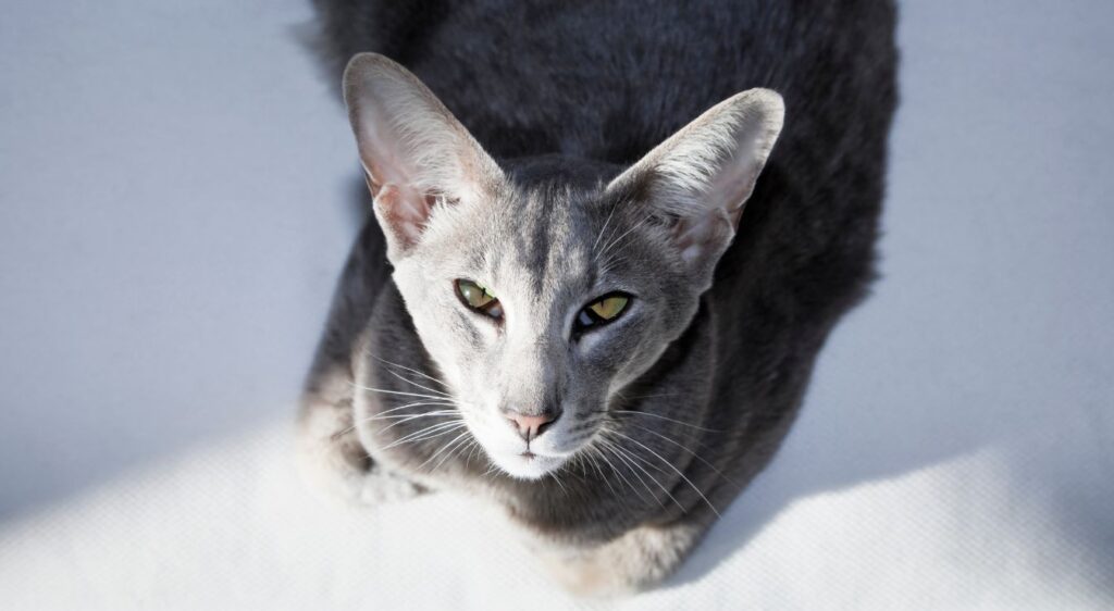 Oriental Shorthair