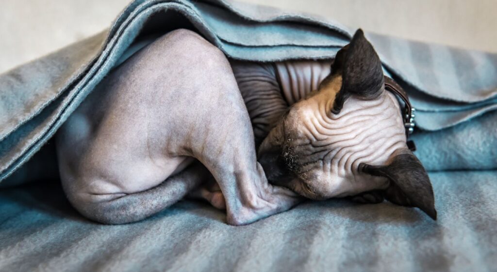 Peterbald