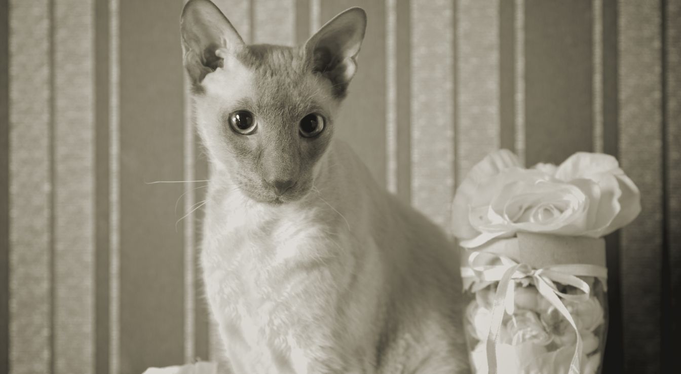 Peterbald