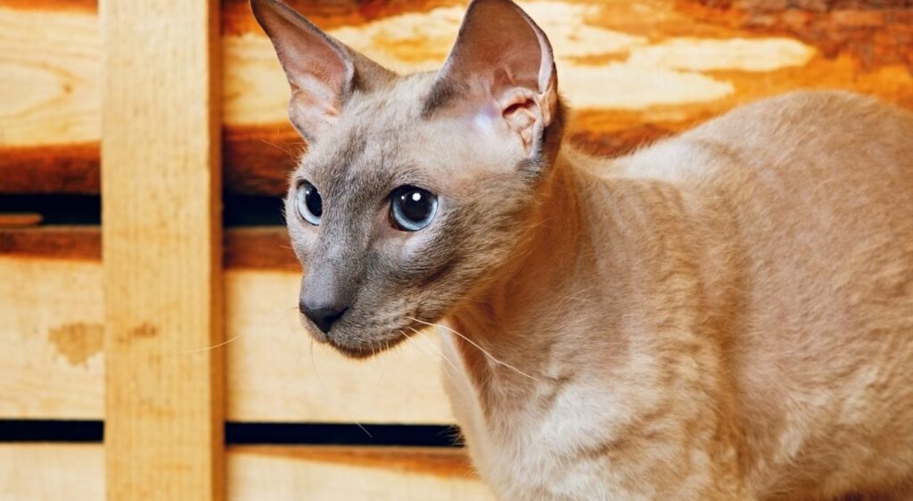 Peterbald