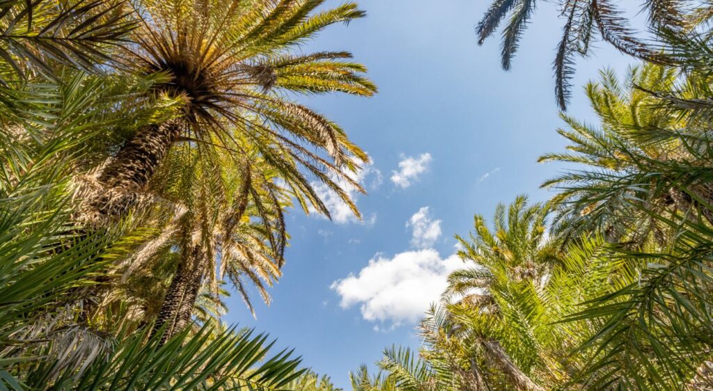 Phoenix theophrasti croissance