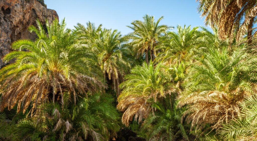 Phoenix theophrastii