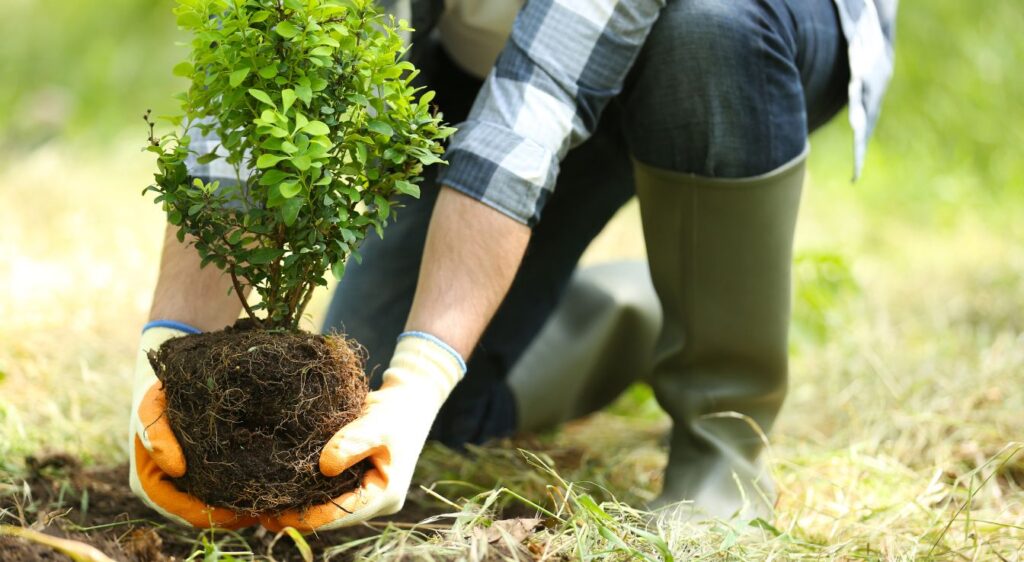 planter un Prunier cerise