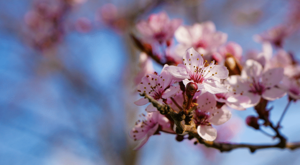 Prunier cerise fleur
