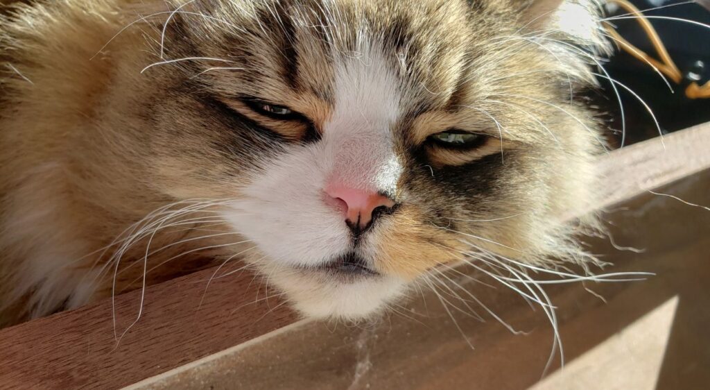 Ragamuffin