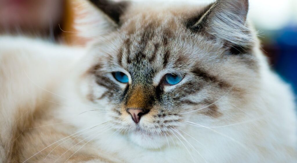 Ragamuffin