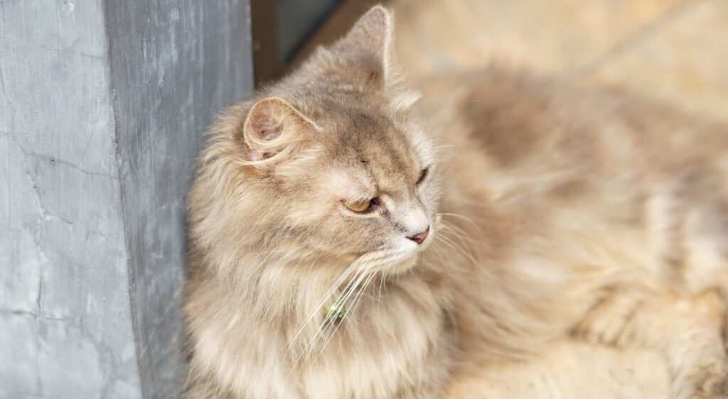 Ragamuffin