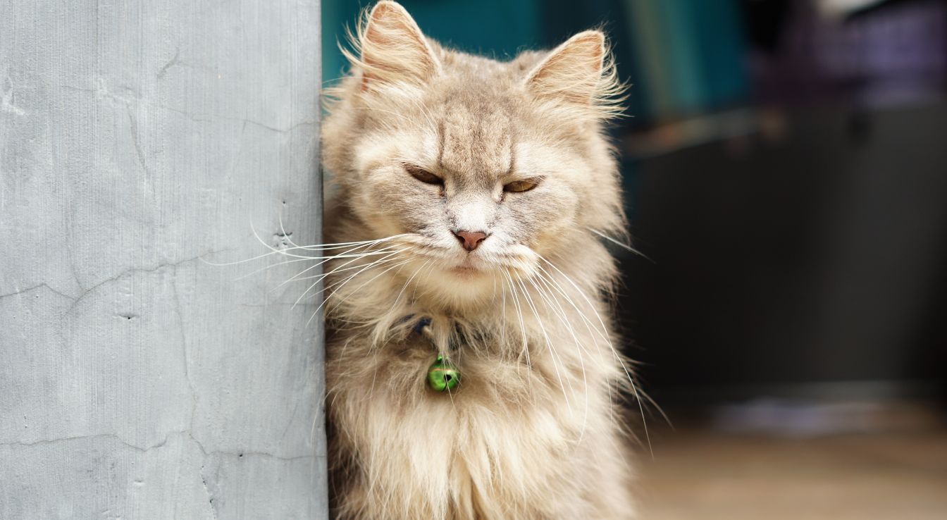 Ragamuffin