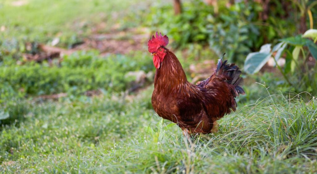 Rhode Island Red