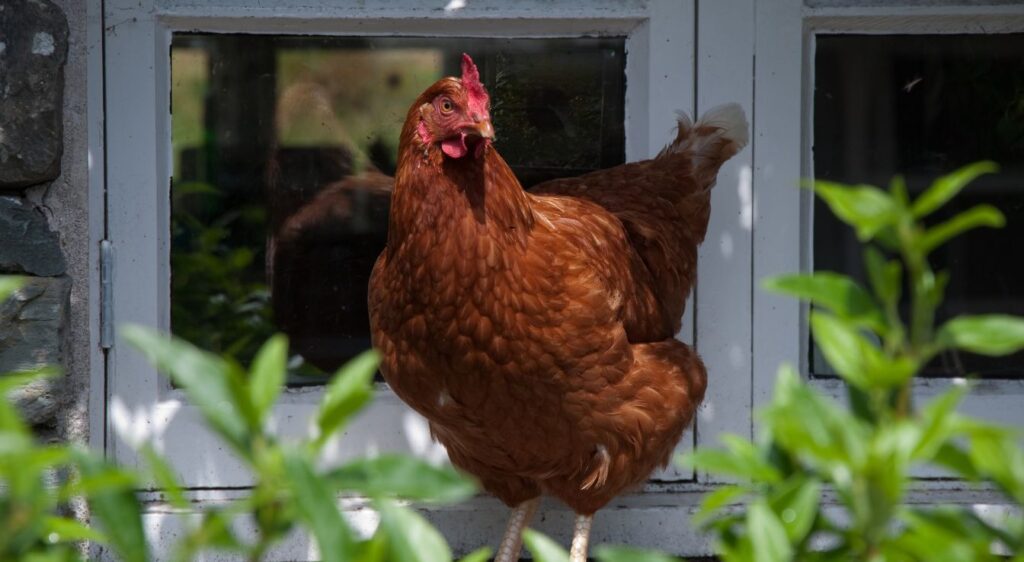 Rhode Island Red