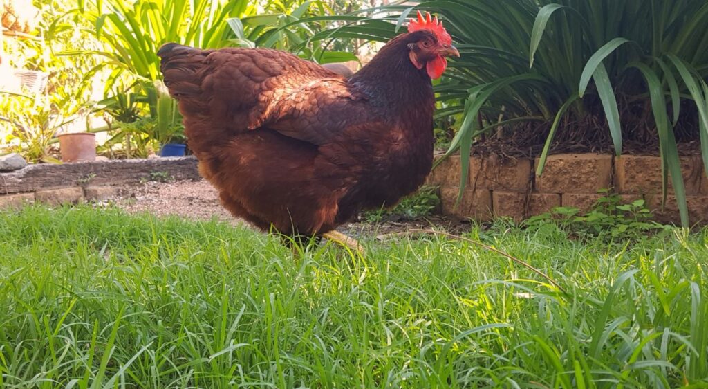 Rhode Island Red