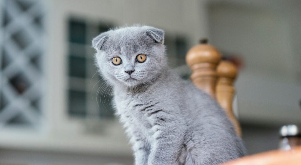 Scottish Fold