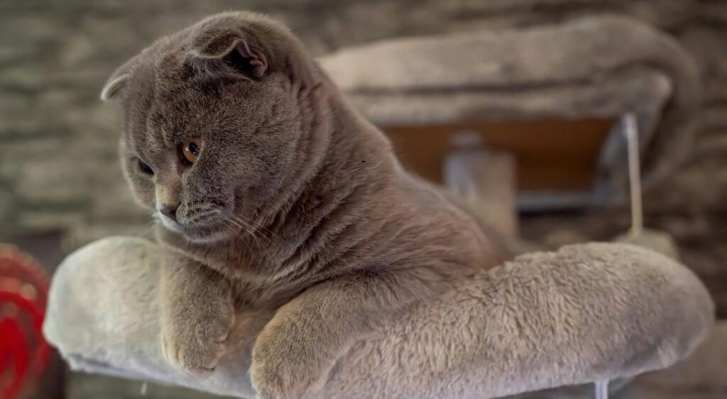 Scottish Fold