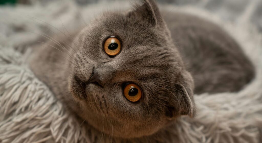 Scottish Fold