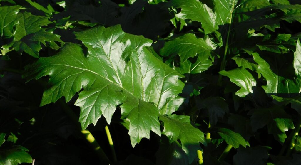 Feuille Ravinal Acanthe à Feuilles Molles : Une Espèce Méditerranéenne