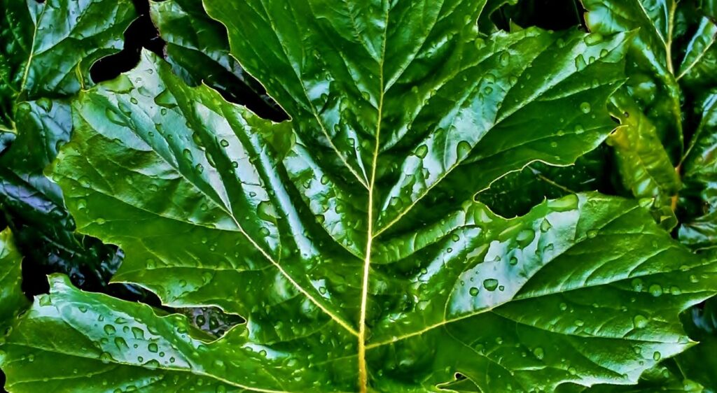 Acanthe a feuilles molles plante medicinale