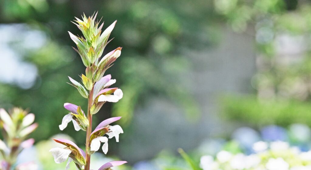 acanthe plante