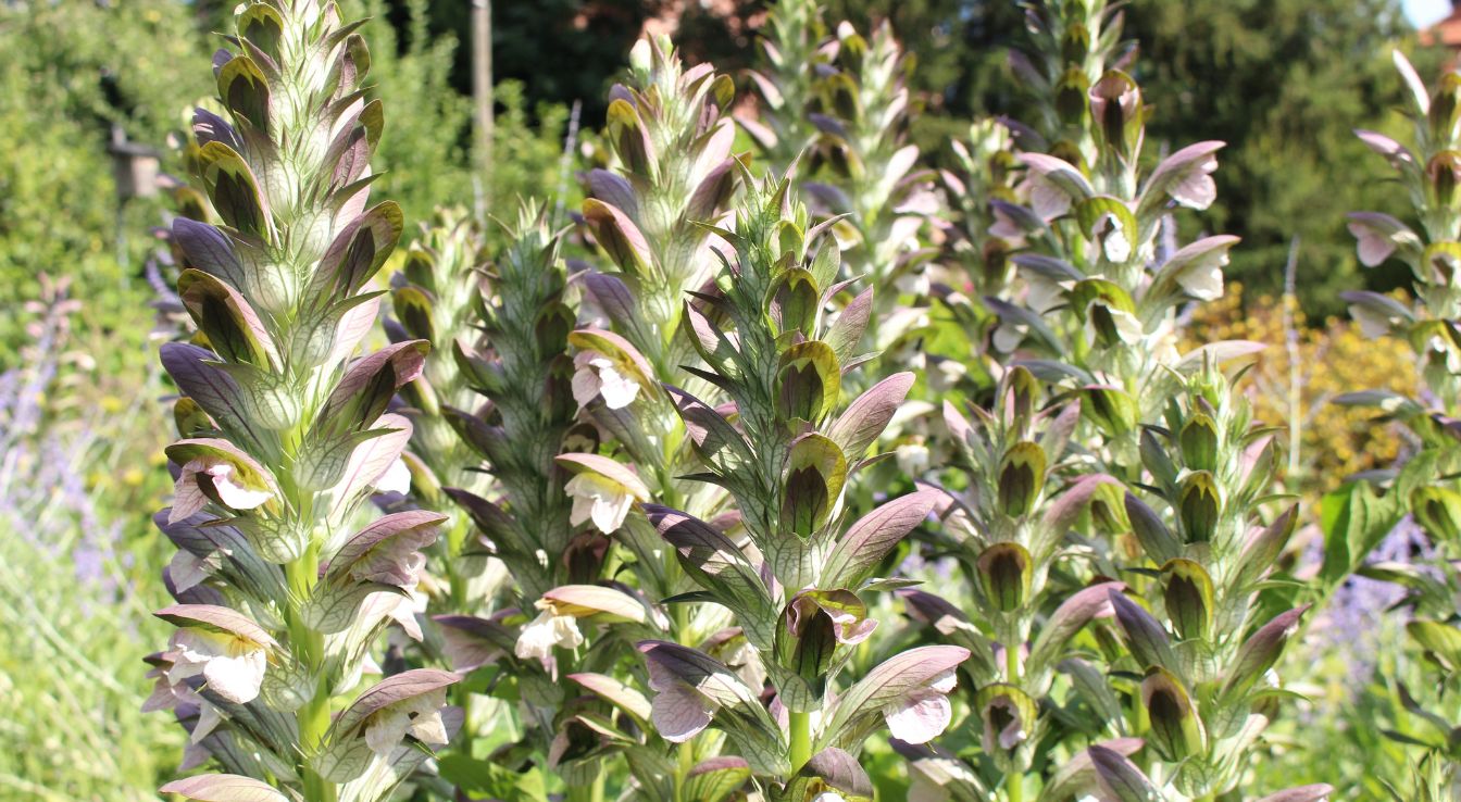 Acanthus hungaricus