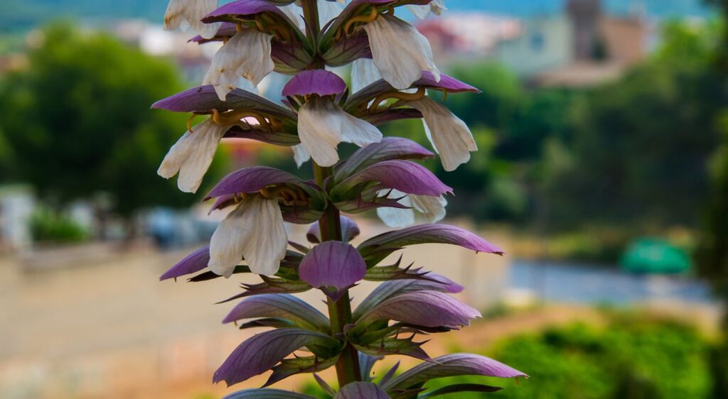 Acanthus spinosus
