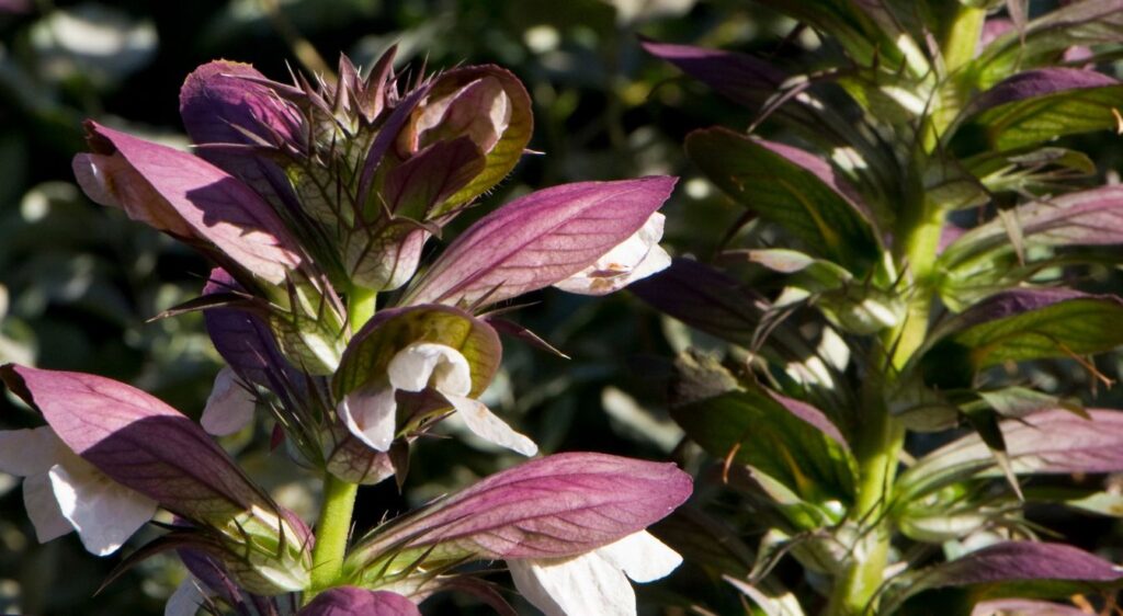 Acanthus spinosus l