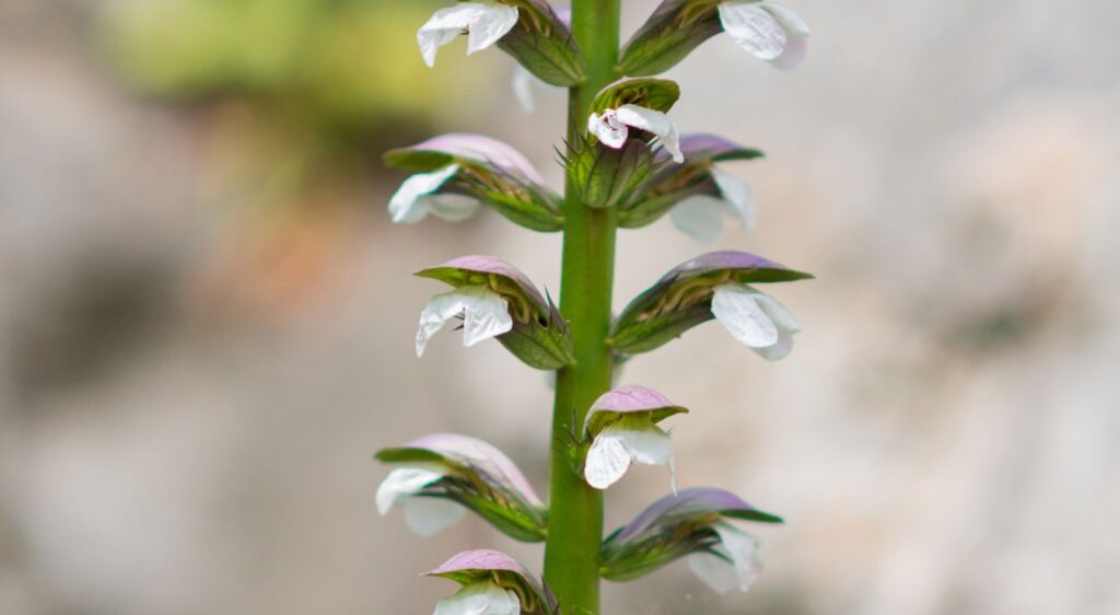 acanthe épineuse