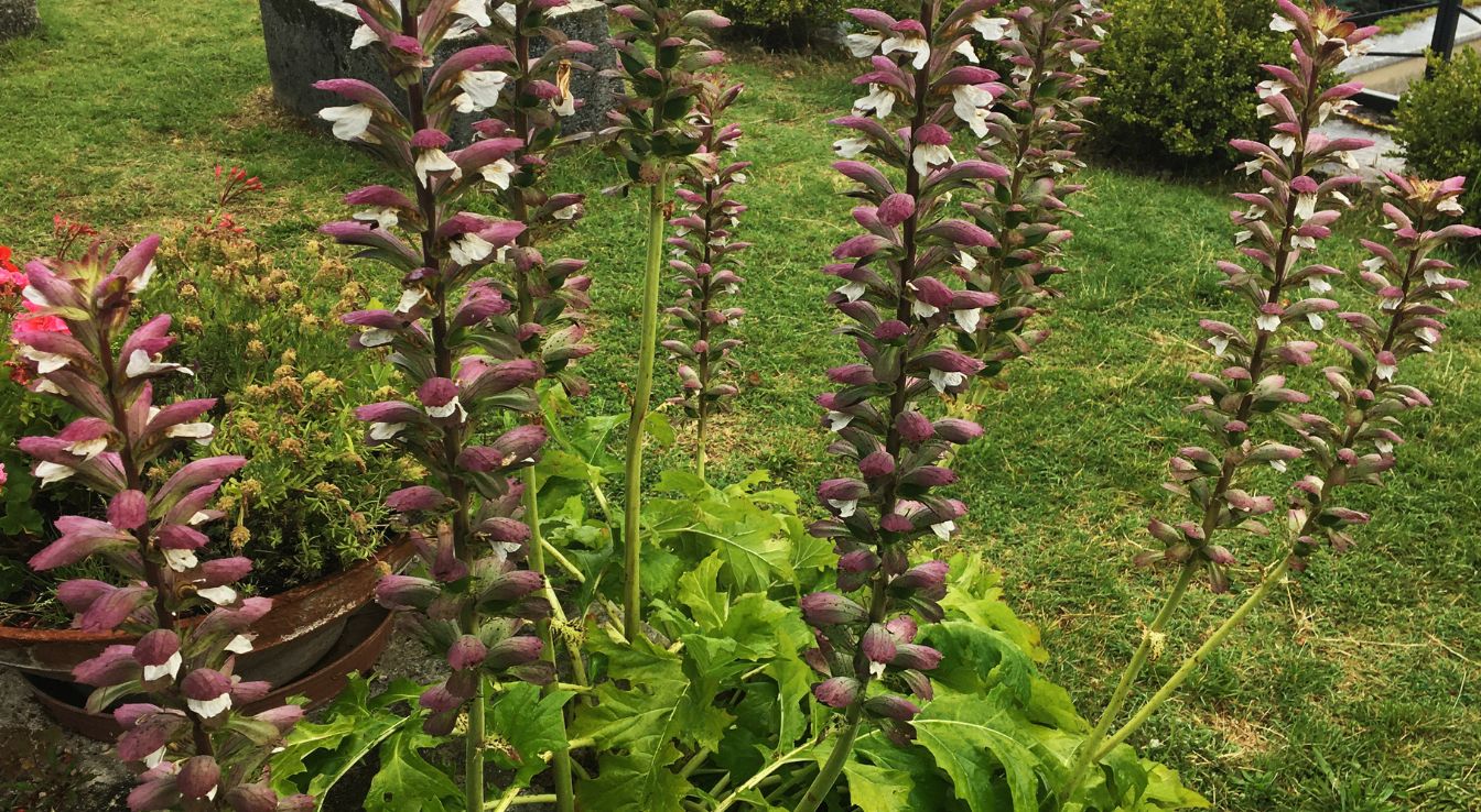 Acanthus spinosus
